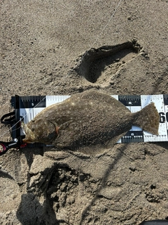 ヒラメの釣果