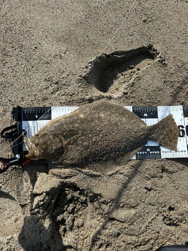 ヒラメの釣果