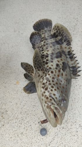 チャイロマルハタの釣果