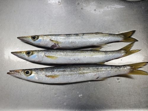 カマスの釣果