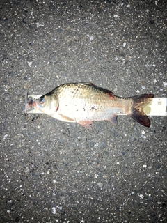 ヘラブナの釣果