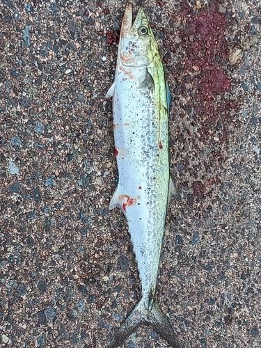 サゴシの釣果