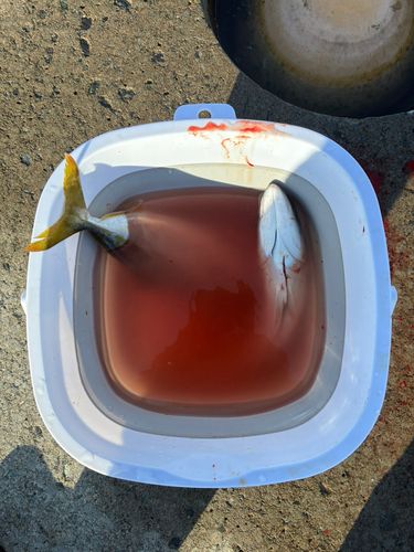 ワカシの釣果
