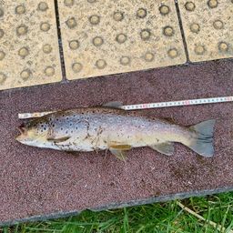 ブラウントラウト