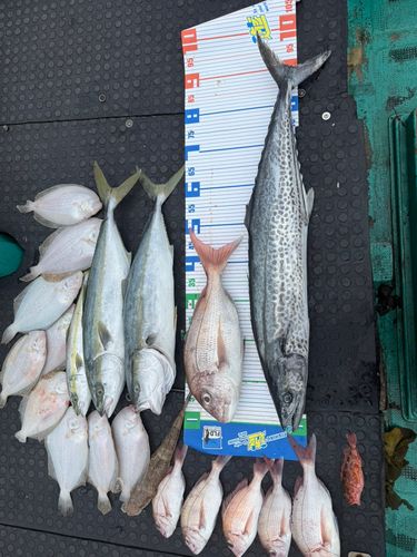 サワラの釣果