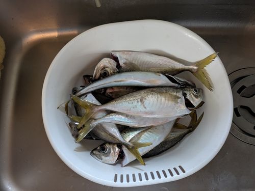 マアジの釣果