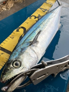 サゴシの釣果