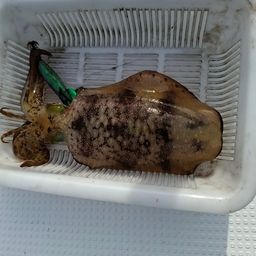 アオリイカ