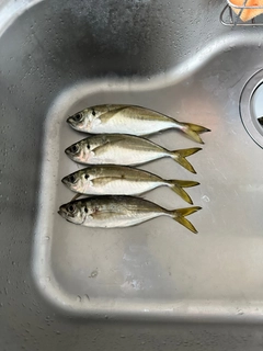マアジの釣果