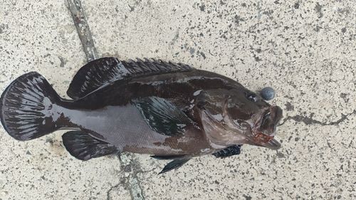 ヤミハタの釣果