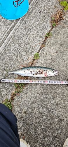 サバの釣果