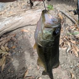 ラージマウスバス