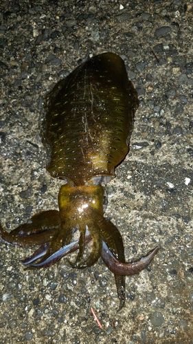 アオリイカの釣果