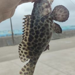 モヨウハタ