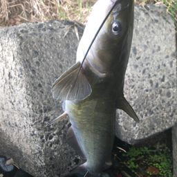 アメリカンキャットフィッシュ