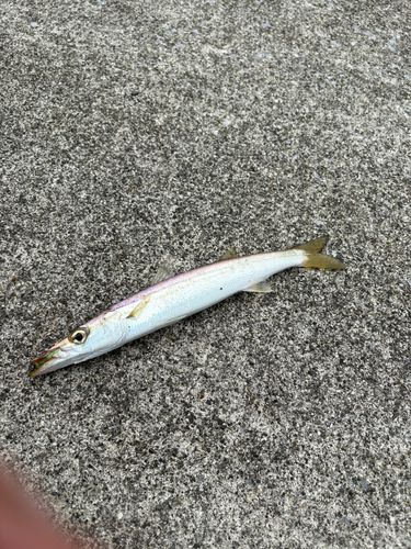 カマスの釣果