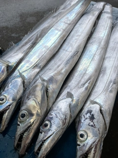 タチウオの釣果
