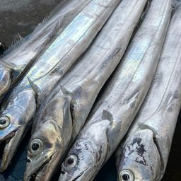 タチウオ