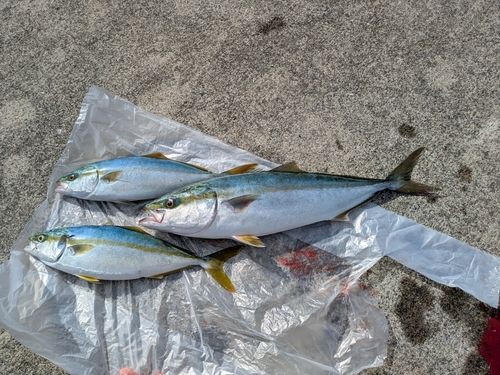 イナダの釣果