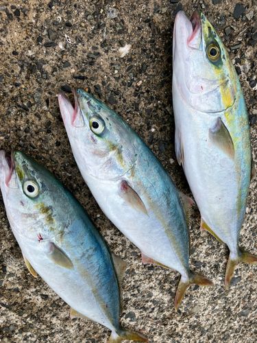 ヤズの釣果