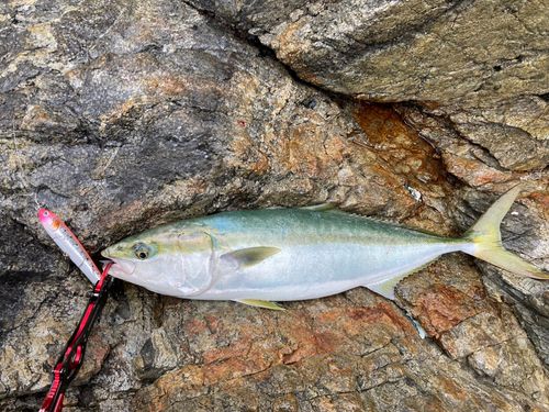 メジロの釣果
