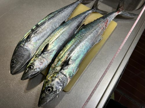 サゴシの釣果