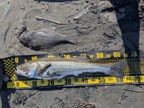 ワカシの釣果