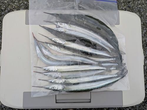 サヨリの釣果