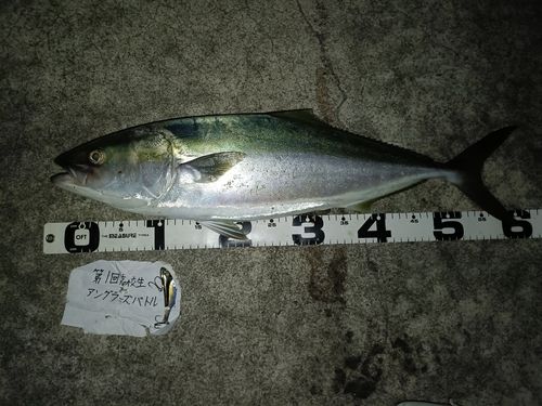 ハマチの釣果