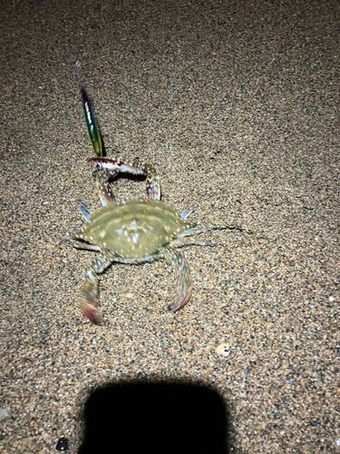 ワタリガニの釣果