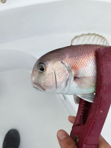 シロアマダイの釣果