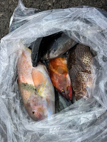 グレの釣果