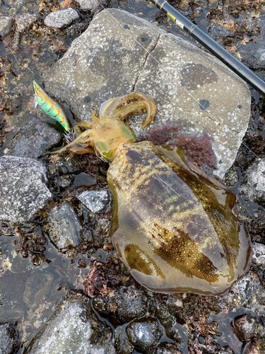 アオリイカの釣果