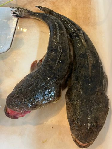 マゴチの釣果