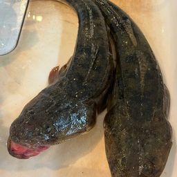 マゴチ