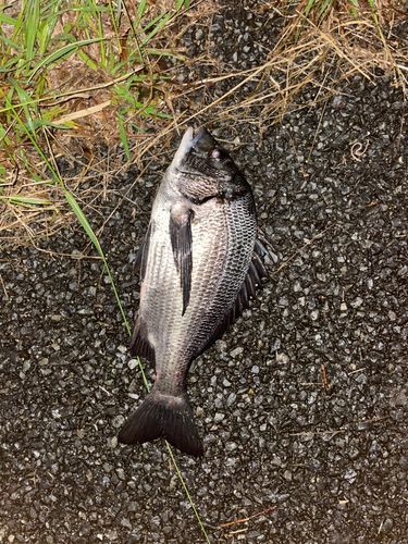 チヌの釣果