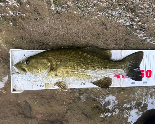 スモールマウスバスの釣果