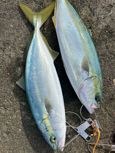 ワカシの釣果