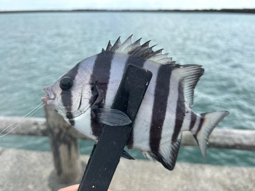 サンバソウの釣果
