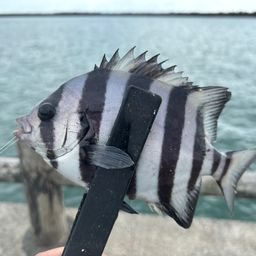 サンバソウ