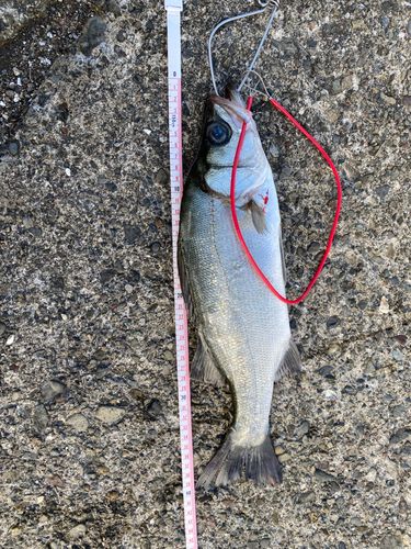 セイゴ(ヒラスズキ)の釣果