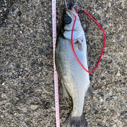 セイゴ（ヒラスズキ）