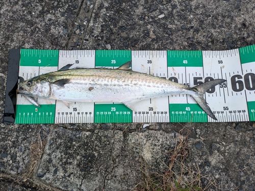 サゴシの釣果