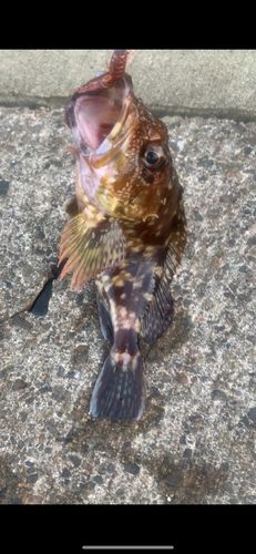 カサゴの釣果