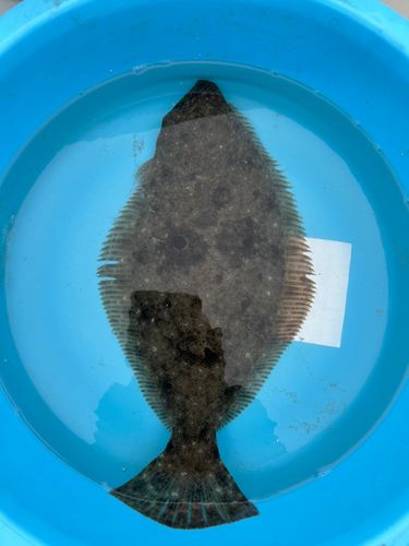 ヒラメの釣果