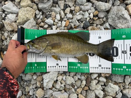 スモールマウスバスの釣果