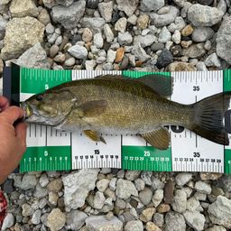 スモールマウスバス