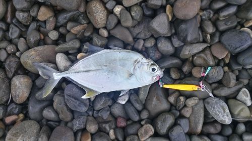 メッキの釣果