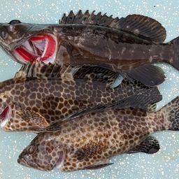 オオモンハタ