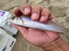 キスの釣果